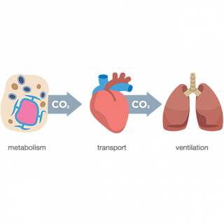 Capnometry and volumetric capnometry (VCO2 + ETCO2)